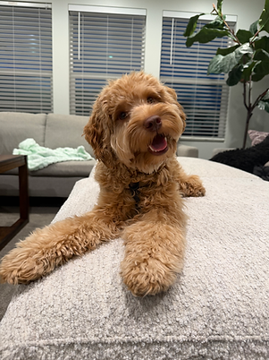 Goldendoodle stud