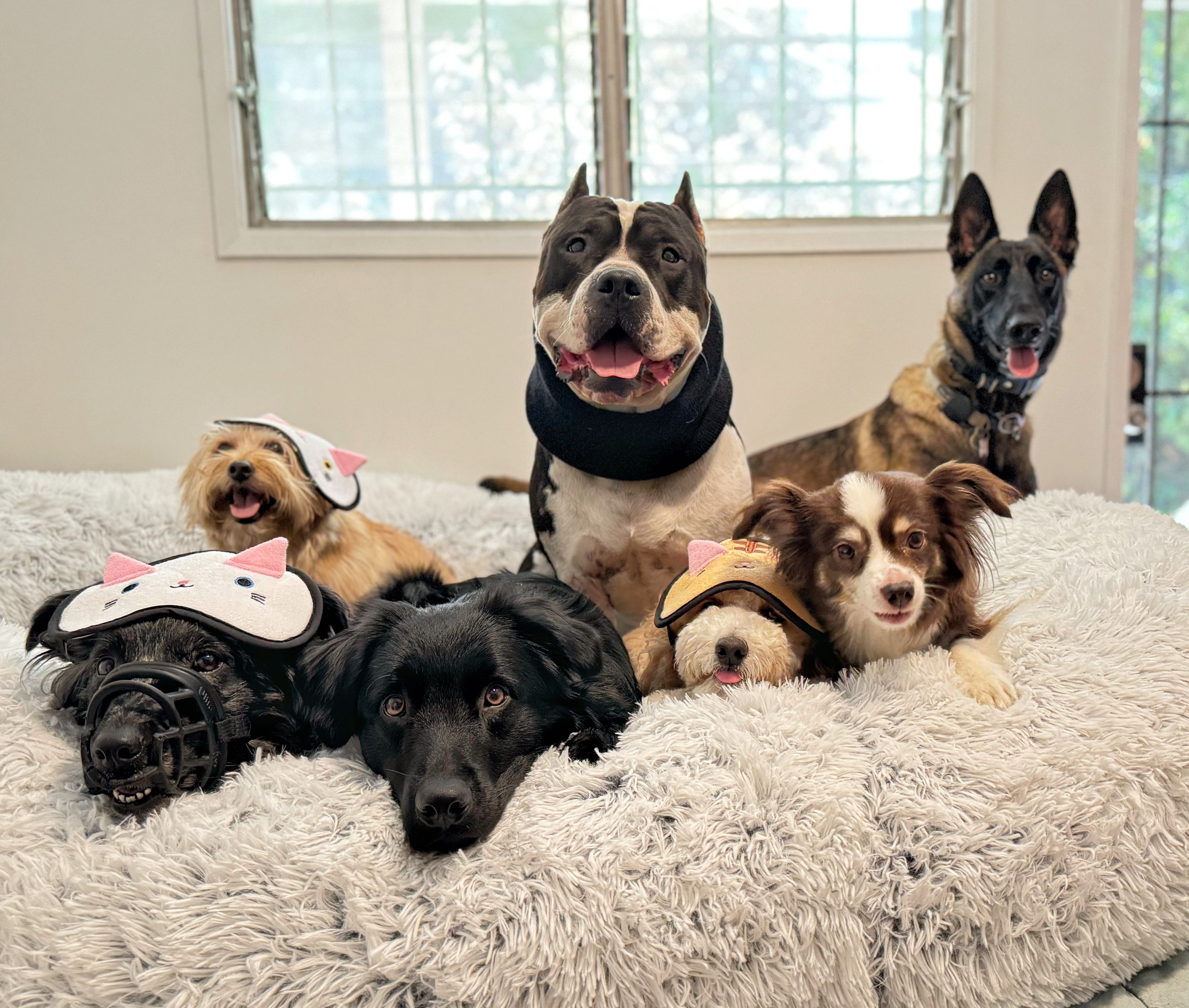 Writer: caninevalleydogtraining