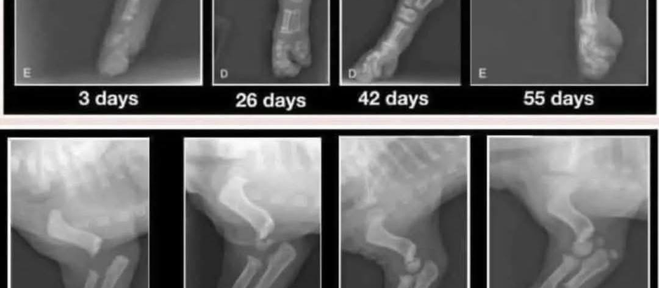 Your Puppy's Body Is Still Under Construction: Why Early Movement Matters More Than You Think