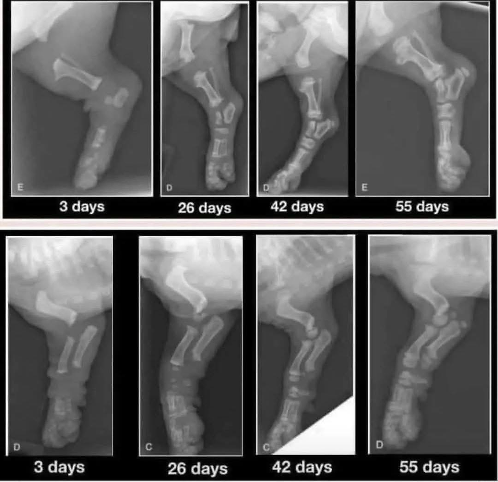 Your Puppy's Body Is Still Under Construction: Why Early Movement Matters More Than You Think