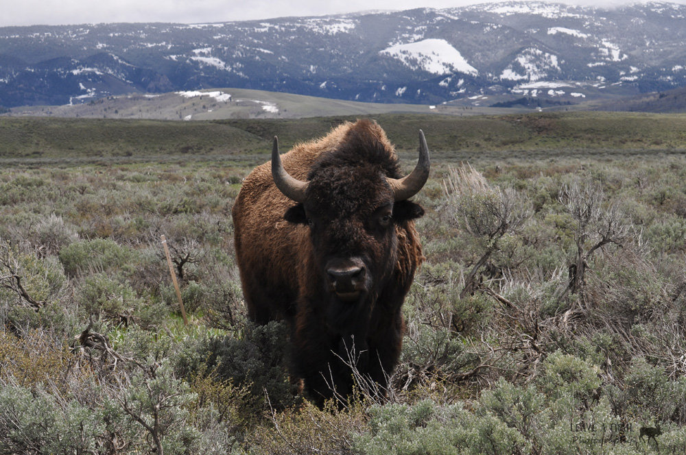 Tatonka Tatonka Leave A Trail Photos