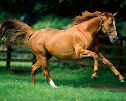 images (1)