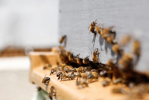 Bee-website.png