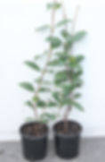 Star Jasmine