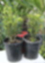 Dwarf Buxus