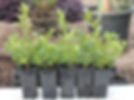 Japanese Buxus