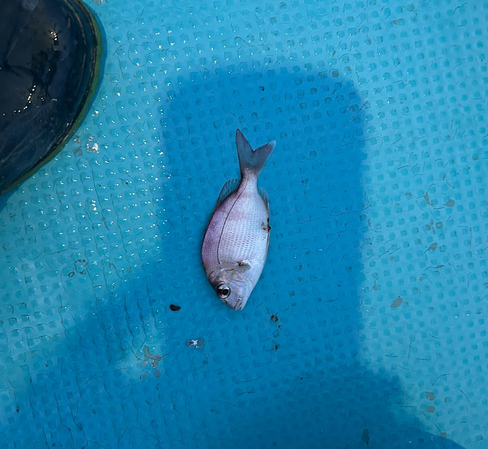 タイの赤ちゃん