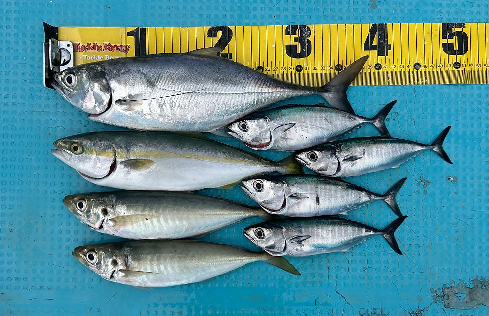 2025年8月9日(土)ジグかぶら釣果