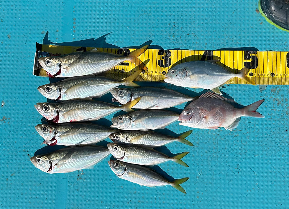 2024年11月30日(土)若者の釣果