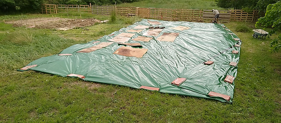 Extension du potager pour 2021