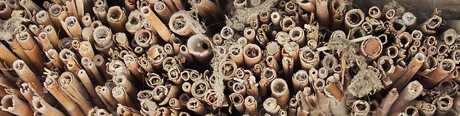 reed-794210_1920 copy_edited.jpg