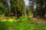 Oregon-Cascades-100M-50M-2025-by-Alpine-Running-0444-B.jpg