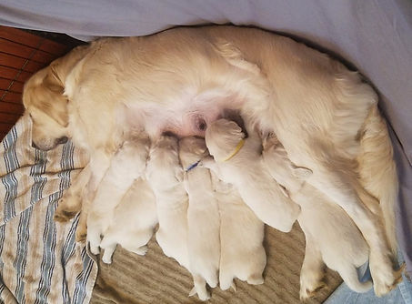 pup2019_edited.jpg