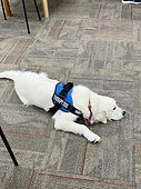 webdog6.jpg
