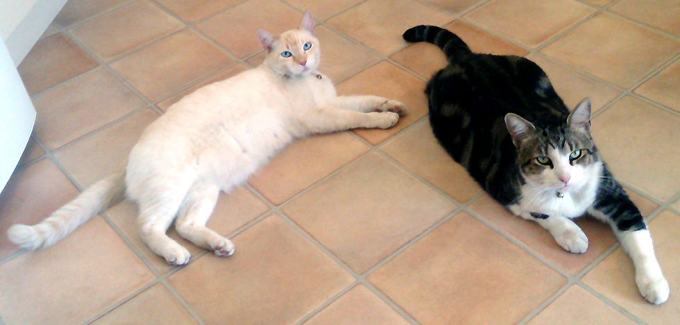 The Royal Furry Highnesses, awaiting their dinner...