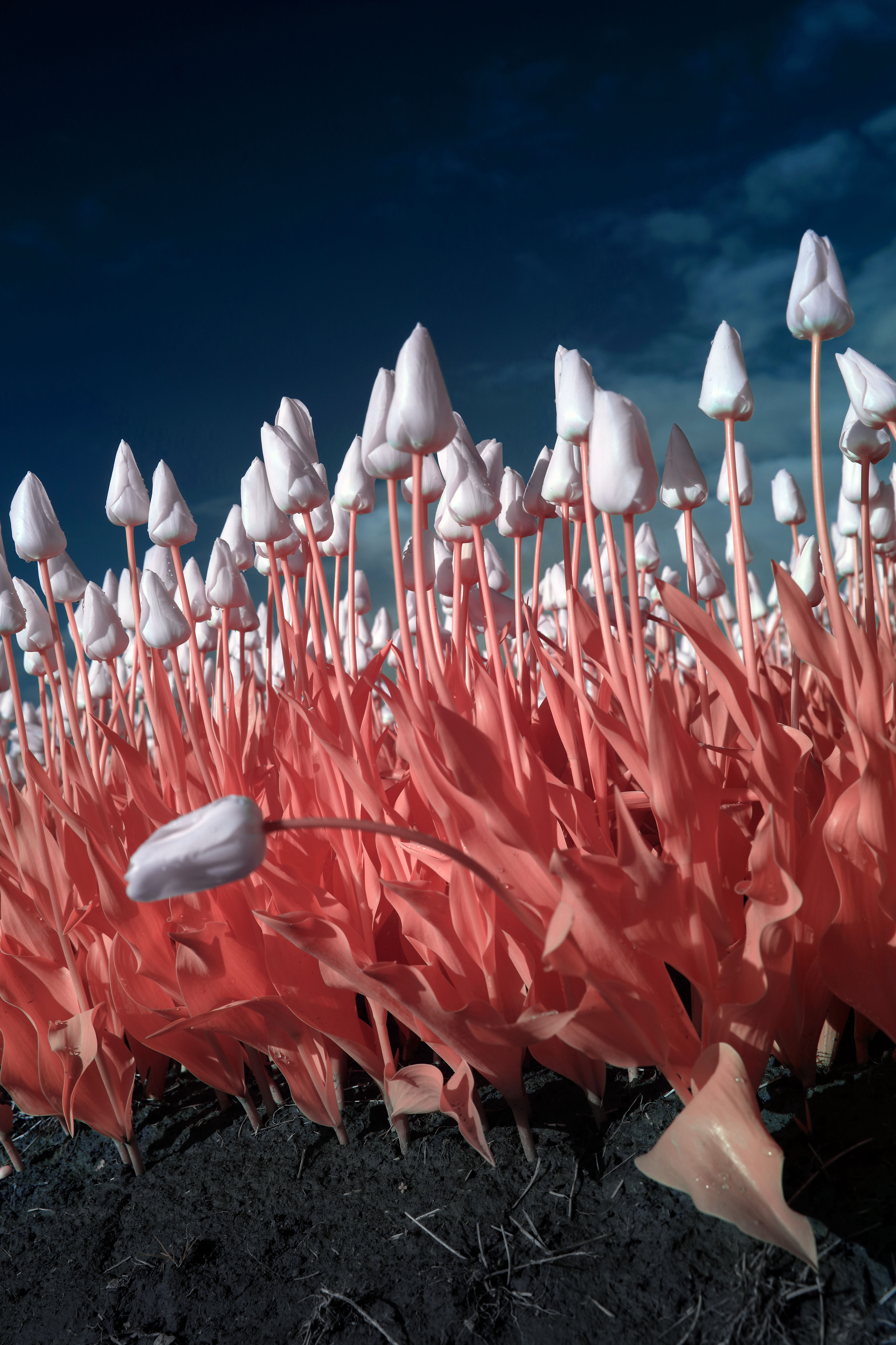 Infrared Tulips