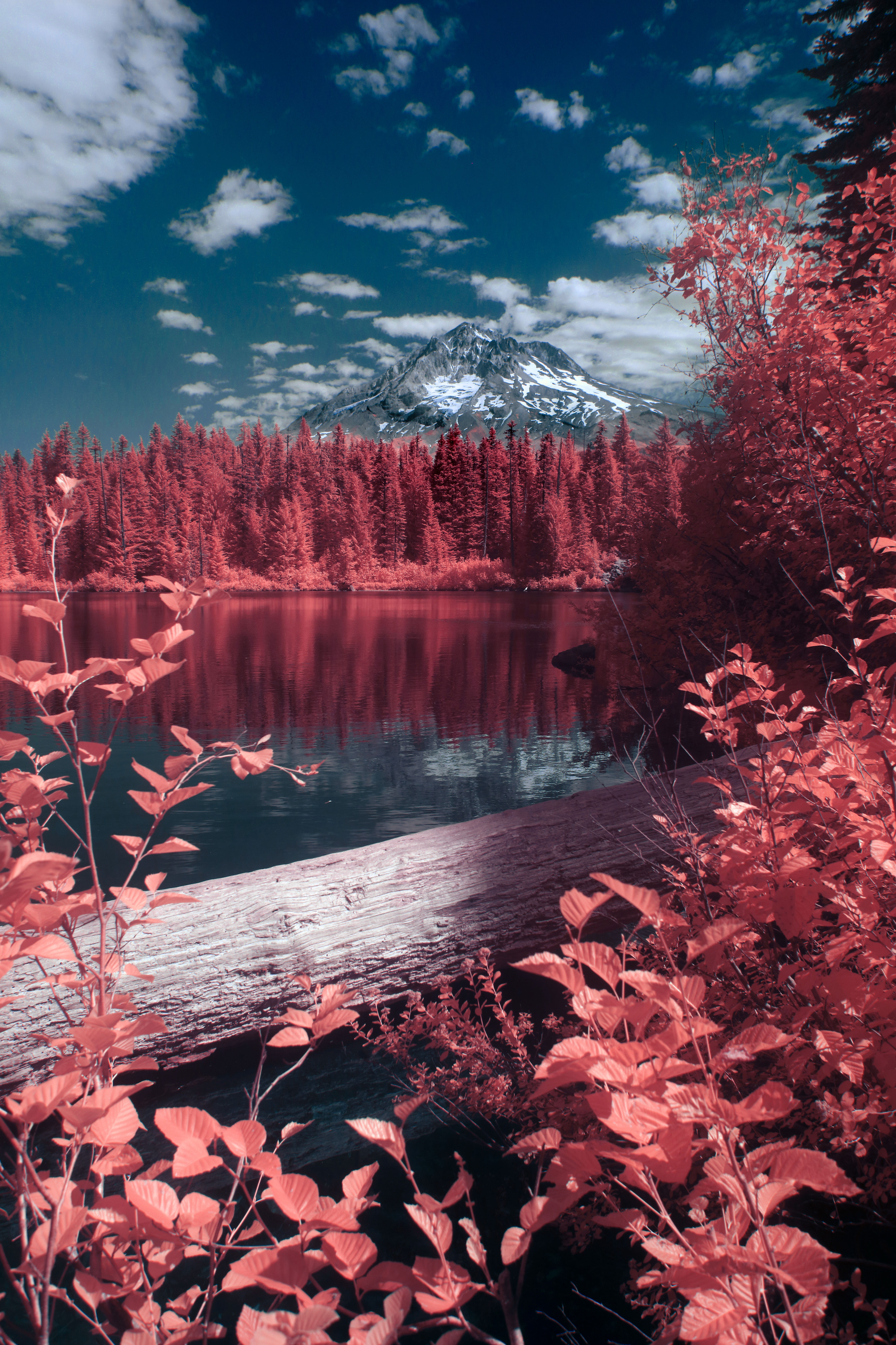 Infrared Wonderland