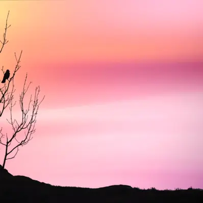The bird's song