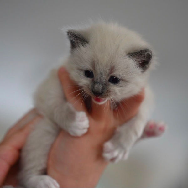 Ragdoll kitten raised by Pretty Ragdolls