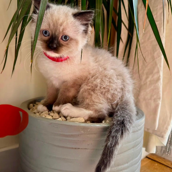 Ragdoll kitten raised by Pretty Ragdolls