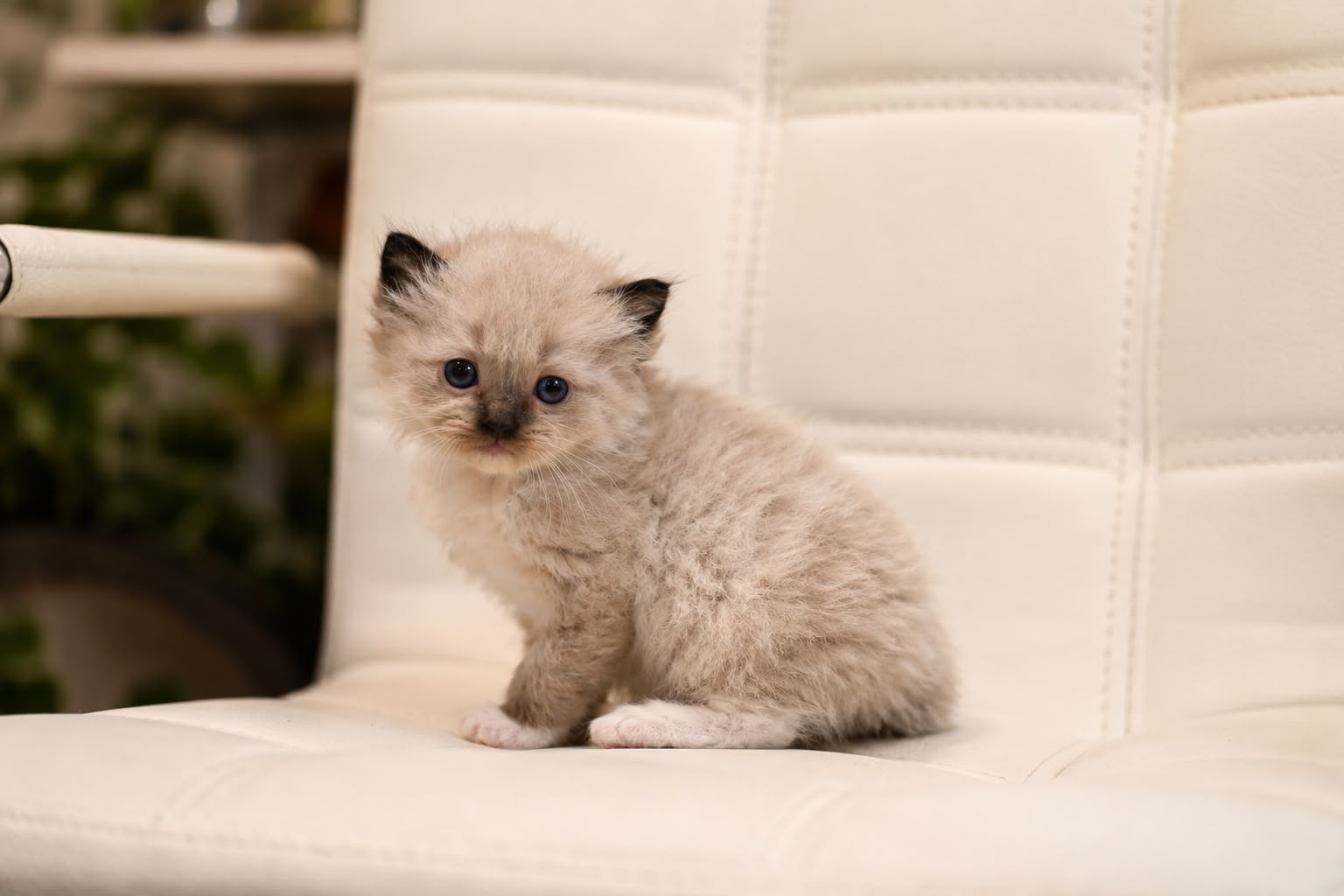 Ragdoll kitten