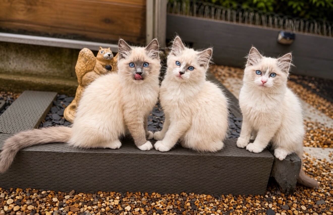 One of our Ragdoll cats