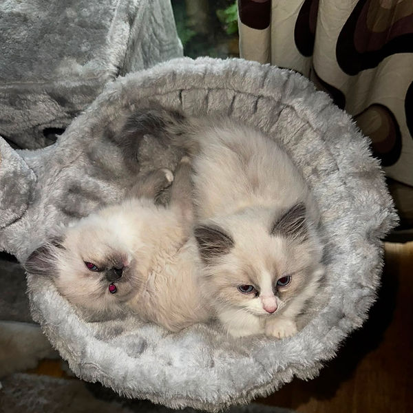 Ragdoll kitten raised by Pretty Ragdolls