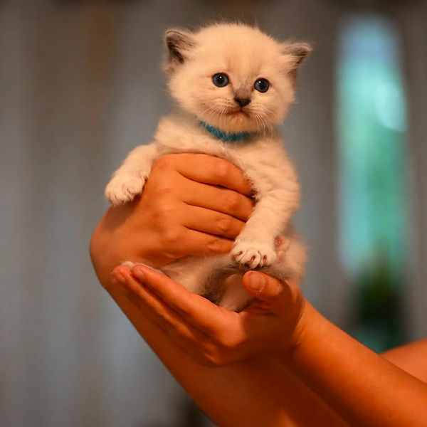 Ragdoll kitten raised by Pretty Ragdolls
