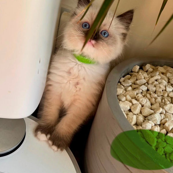 Ragdoll kitten raised by Pretty Ragdolls