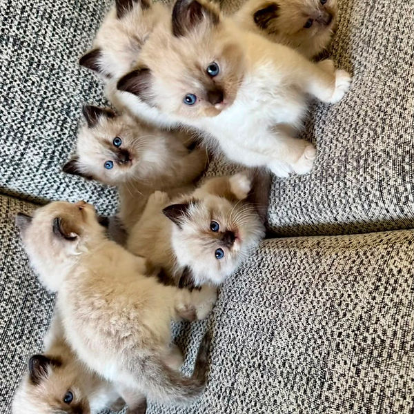 Ragdoll kitten raised by Pretty Ragdolls