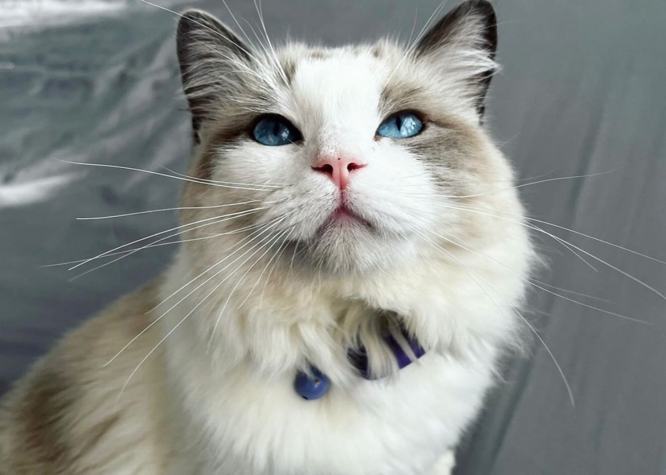 Ragdoll cat at Pretty Ragdolls