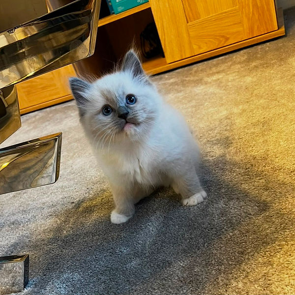 Ragdoll kitten raised by Pretty Ragdolls