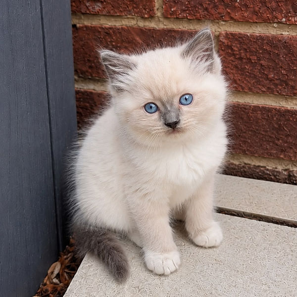 Ragdoll kitten raised by Pretty Ragdolls