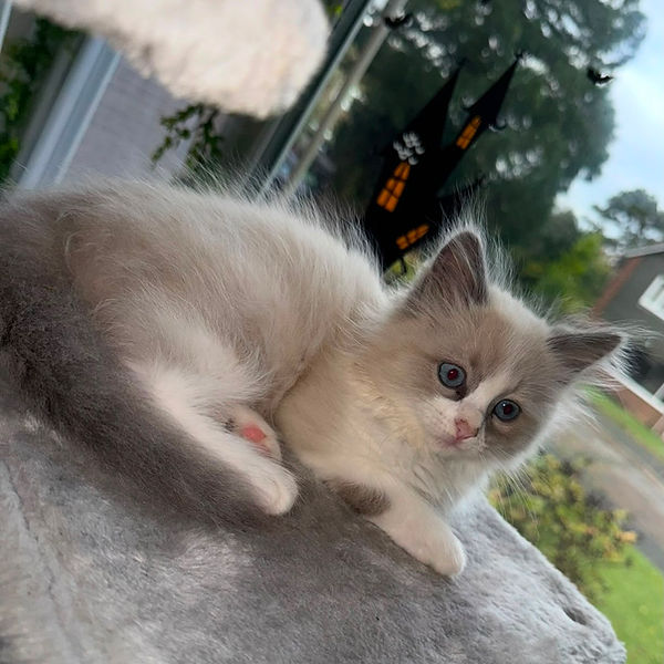 Ragdoll kitten raised by Pretty Ragdolls