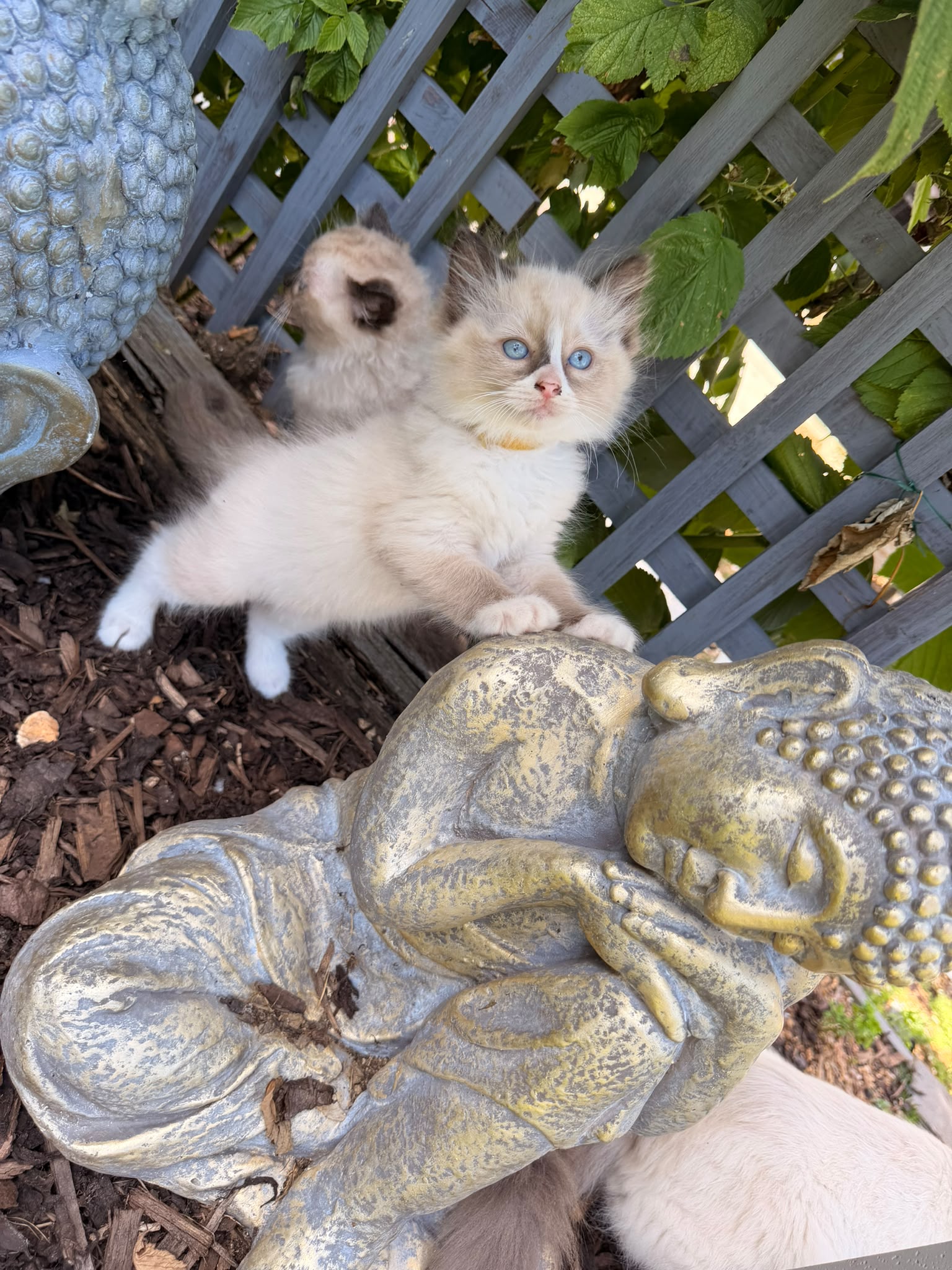Ragdoll kitten