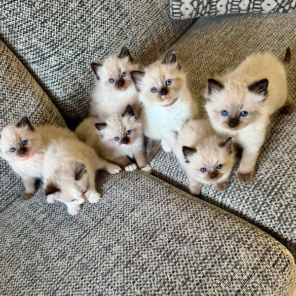 Ragdoll kitten raised by Pretty Ragdolls