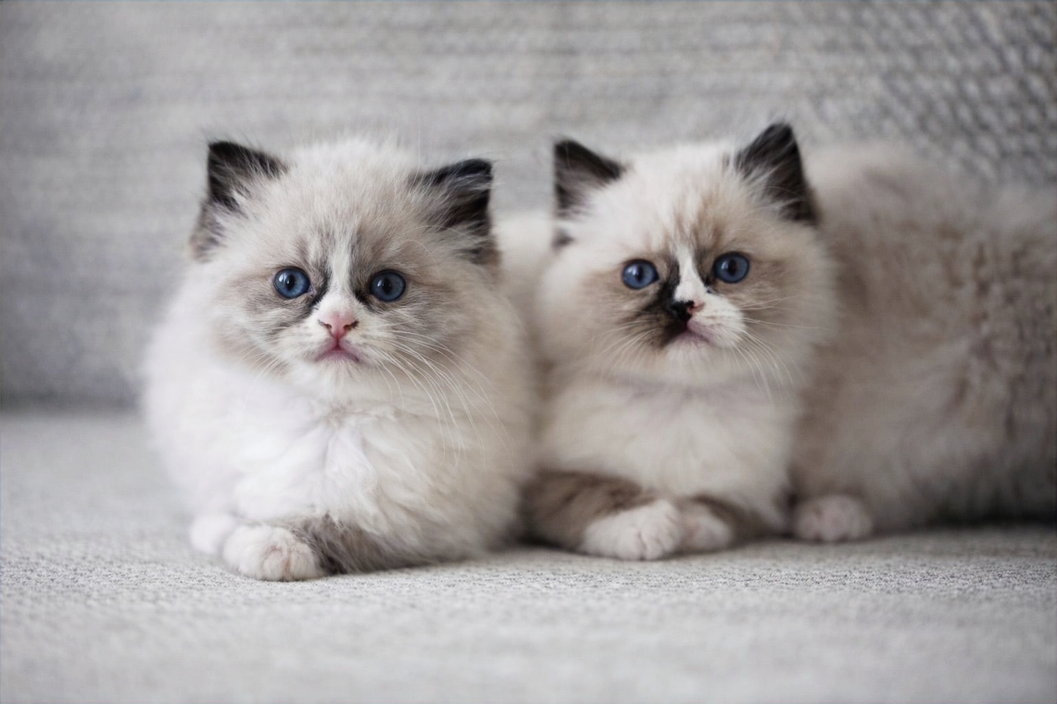 Ragdoll cat with blue eyes