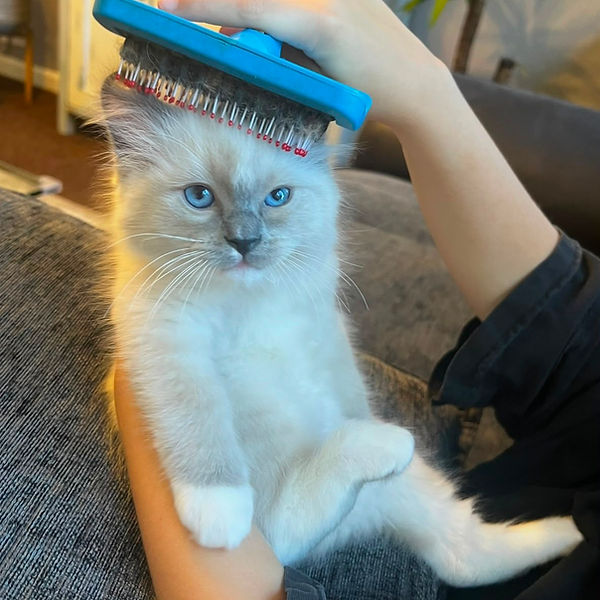 Ragdoll kitten raised by Pretty Ragdolls