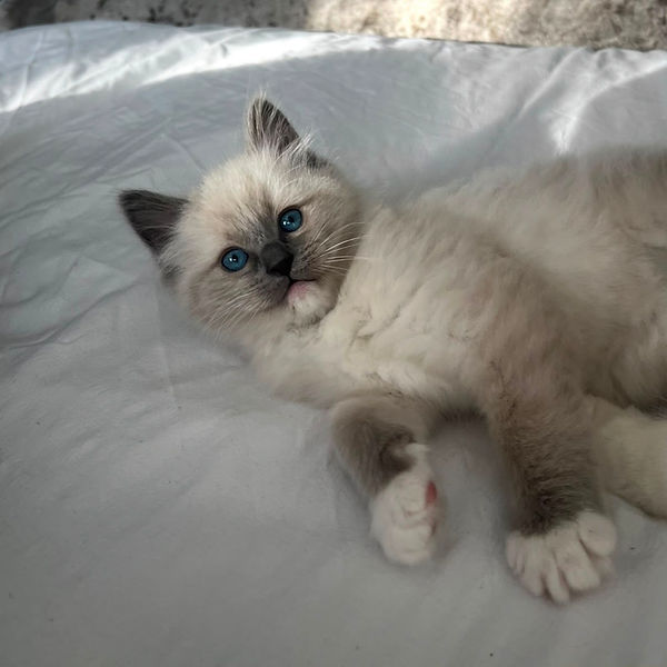 Ragdoll kitten raised by Pretty Ragdolls
