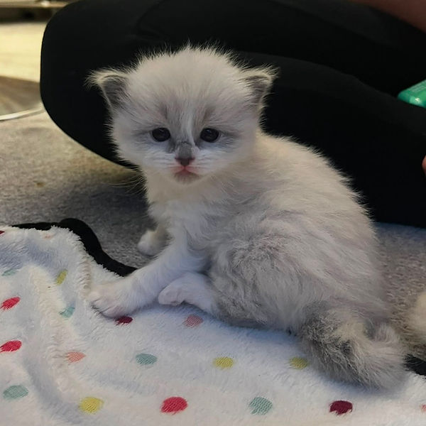 Ragdoll kitten raised by Pretty Ragdolls