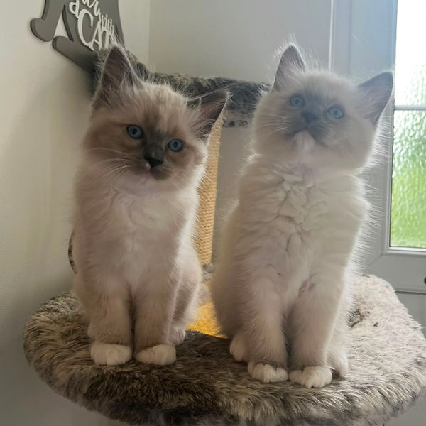 Ragdoll kitten raised by Pretty Ragdolls