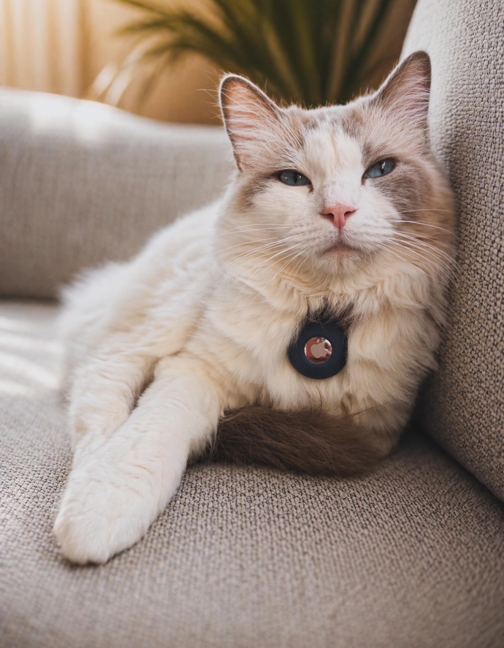 Health tested Ragdoll cats