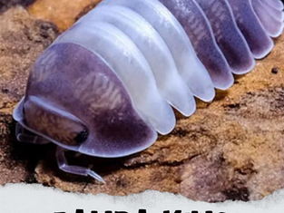This is mad... honestly... Isopods