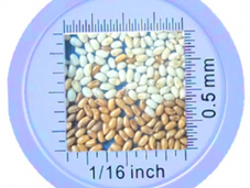 4000-year-old grain analyze with 21st century technology:Improving teff seeds quality with Size and Color Classification Technology using Vibe QM3i analyzer 