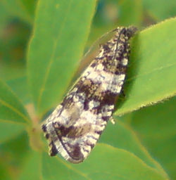 20100627-eikesdal-opplending-Phiaris-lacunana-HH