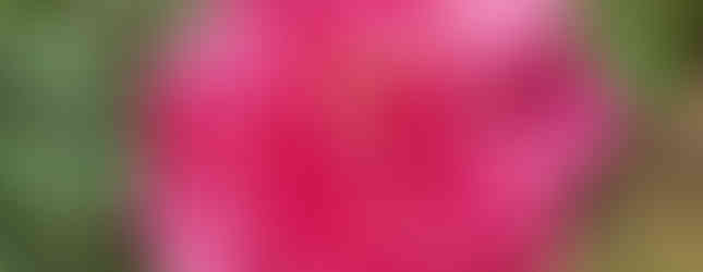 blooming flower at Cedar Lake Woods and Gardens