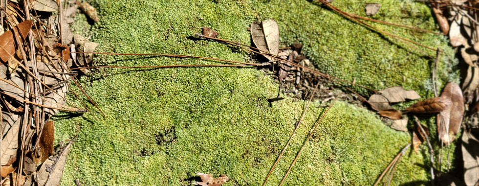 Moss along the trail.