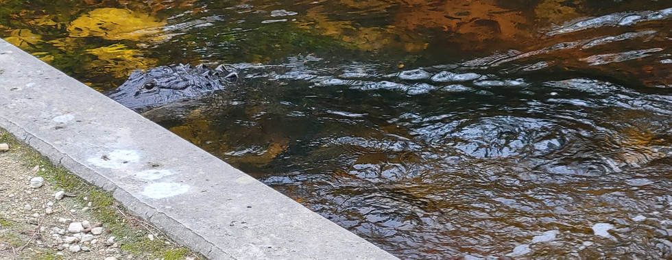 A gator not even 4 foot from us.