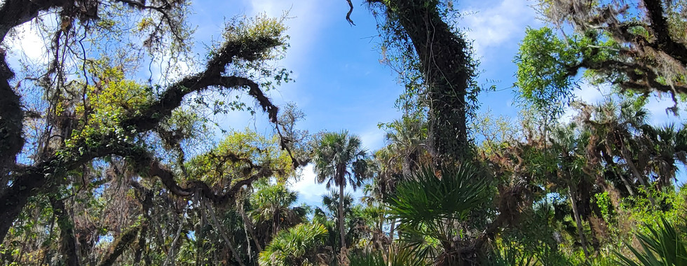 Myakka River State Park.