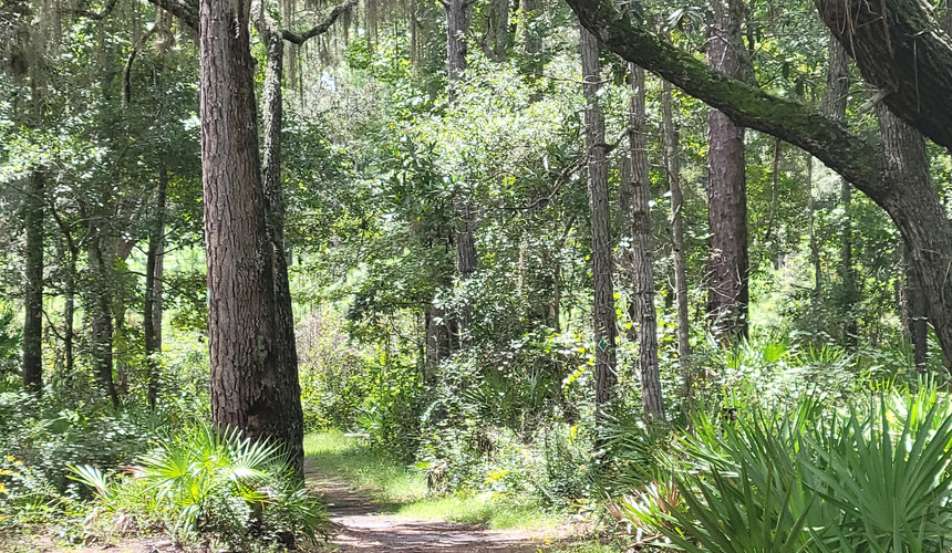 Mud Spring Trail in Welaka State Forest.